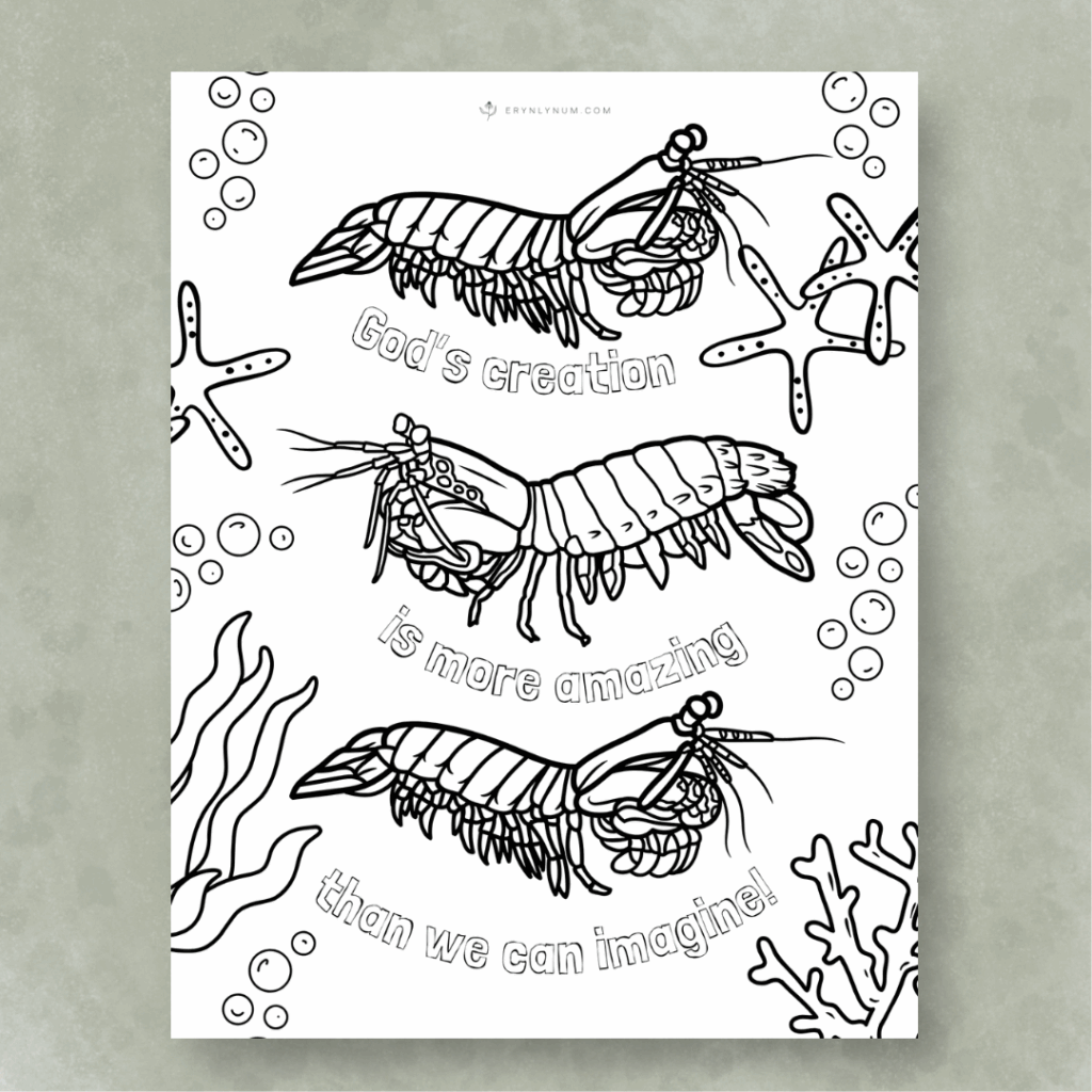 mantis shrimp punch
