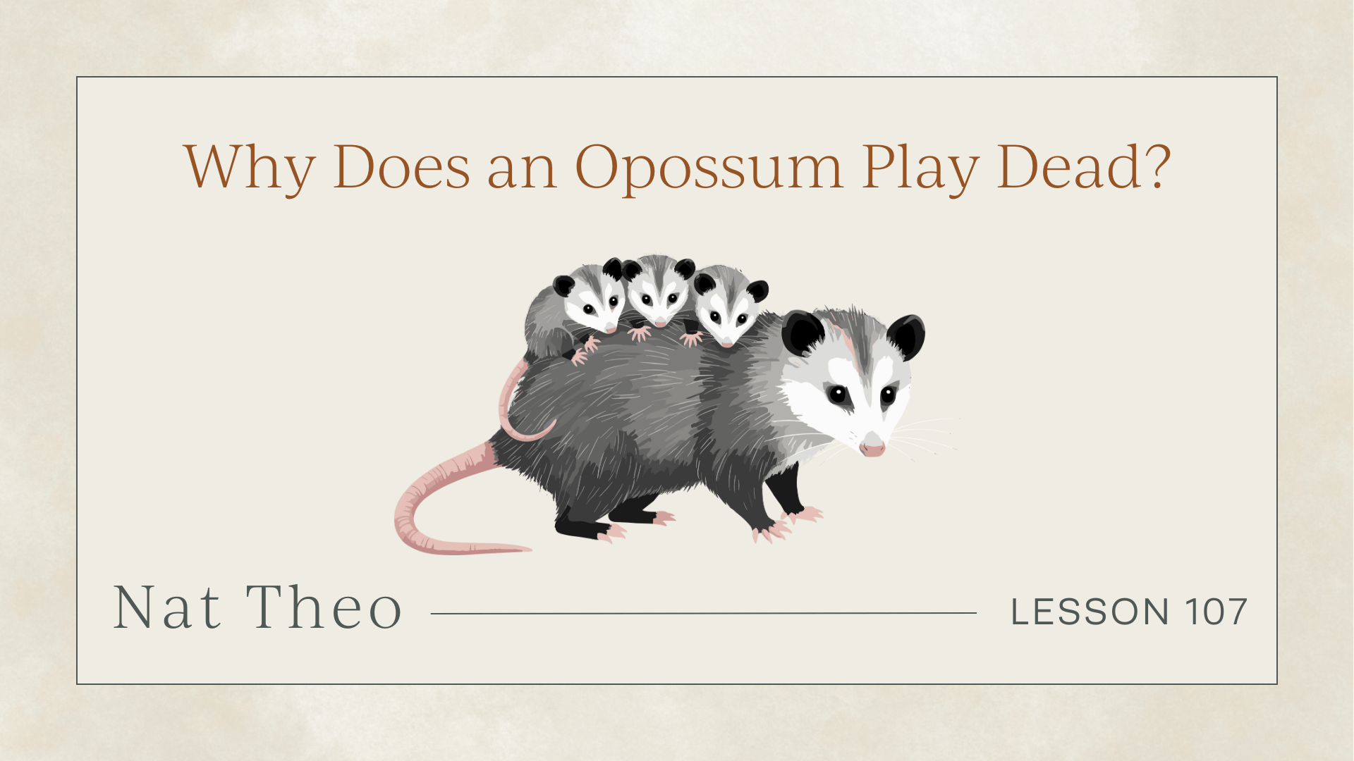 Why do opossums play dead?