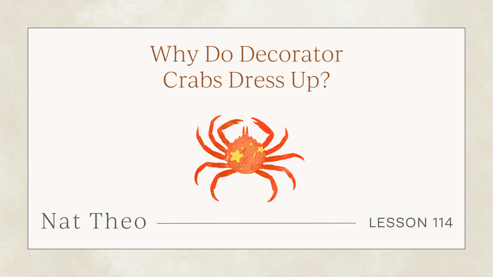 decorator crabs for kids